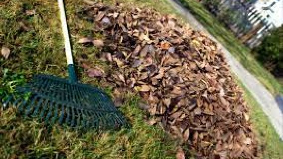 Fall Cleanup Services
