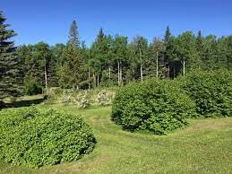 trees and plants winnipeg trees and plants winnipeg
